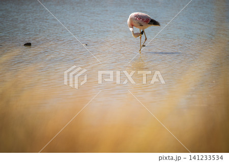 Wild flamingo bird feeding in shallow lake, serene nature wildlife scene Wild flamingo bird feeding in shallow lake, serene nature wildlife scene 141233534