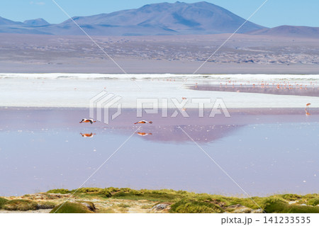 Serene red lake landscape with flamingo at Laguna Colorada Bolivia Serene red lake landscape with flamingo at Laguna Colorada Bolivia 141233535
