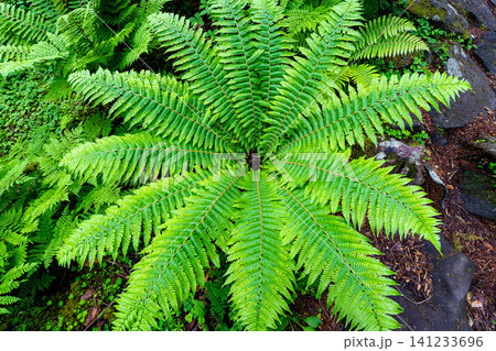 【植物素材】葉を広げたシダ科の植物【長野県】 141233696