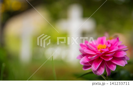 Pink flower blooming in the peaceful cemetery beside Hofskirkja turf church in southern Iceland, with softly blurred white crosses creating a serene scene of remembrance and Nordic heritage. Pink flower blooming in the peaceful cemetery beside Hofskirkja turf church in southern Iceland, with softly blurred white crosses creating a serene scene of remembrance and Nordic heritage. 141233711