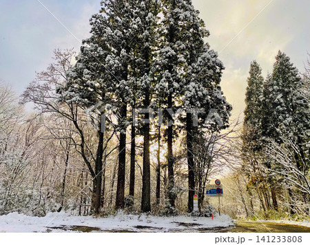 秋田・乳頭温泉:雪化粧した杉の木々と夕暮れの光が差し込む静かな冬の風景 秋田・乳頭温泉:雪化粧した杉の木々と夕暮れの光が差し込む静かな冬の風景 141233808
