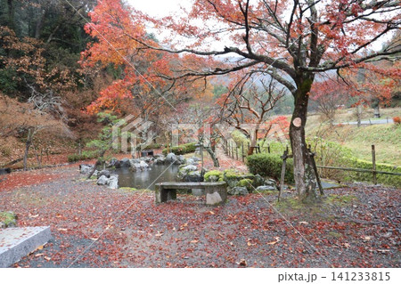 滋賀県長浜市木之本町の鶏足寺（けいそくじ）の紅葉風景 141233815