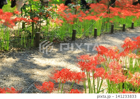 (埼玉県日高市)巾着田曼珠沙華公園の彼岸花 (埼玉県日高市)巾着田曼珠沙華公園の彼岸花 141233833
