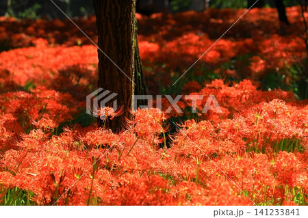 (埼玉県日高市)巾着田曼珠沙華公園の彼岸花 (埼玉県日高市)巾着田曼珠沙華公園の彼岸花 141233841