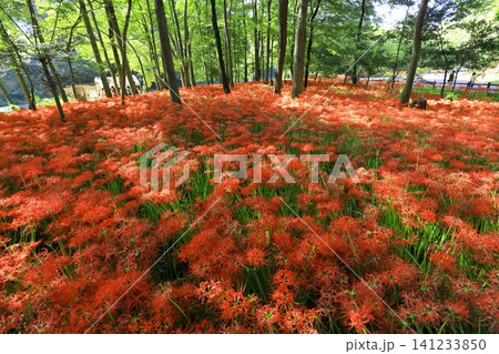 （埼玉県日高市）巾着田曼珠沙華公園の彼岸花 141233850
