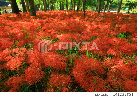（埼玉県日高市）巾着田曼珠沙華公園の彼岸花 141233851