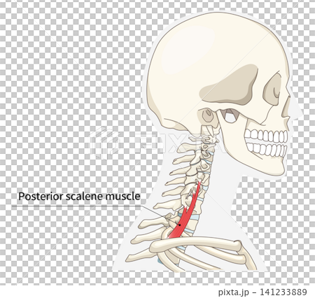 Anatomical diagram of the neck muscles in a lateral view 141233889