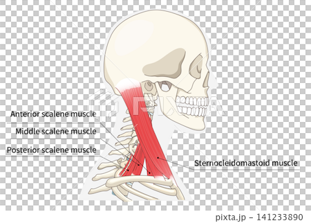 Anatomical diagram of the neck muscles in a lateral view Anatomical diagram of the neck muscles in a lateral view 141233890