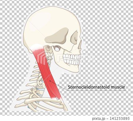 Anatomical diagram of the neck muscles in a lateral view Anatomical diagram of the neck muscles in a lateral view 141233893