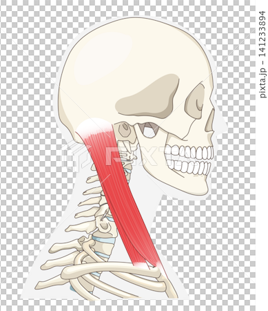 Anatomical diagram of the neck muscles in a lateral view Anatomical diagram of the neck muscles in a lateral view 141233894