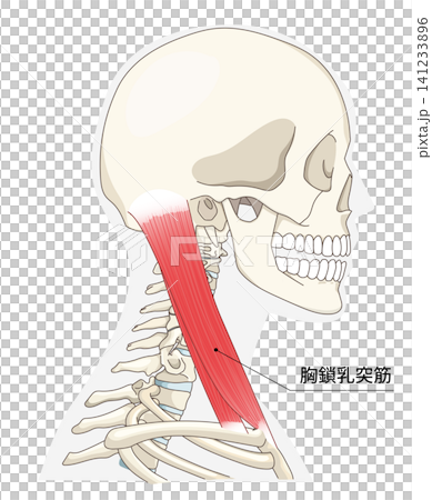Anatomical diagram of the neck muscles in a lateral view Anatomical diagram of the neck muscles in a lateral view 141233896