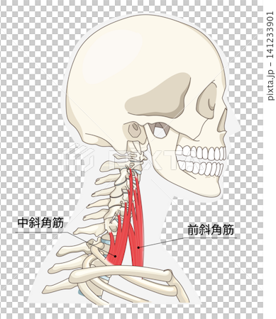 Anatomical diagram of the neck muscles in a lateral view Anatomical diagram of the neck muscles in a lateral view 141233901