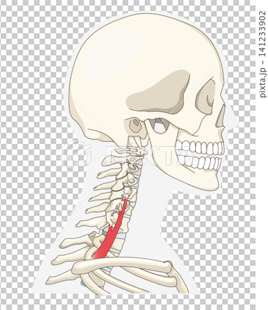 Anatomical diagram of the neck muscles in a lateral view Anatomical diagram of the neck muscles in a lateral view 141233902