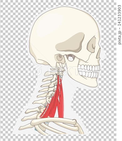 Anatomical diagram of the neck muscles in a lateral view Anatomical diagram of the neck muscles in a lateral view 141233903