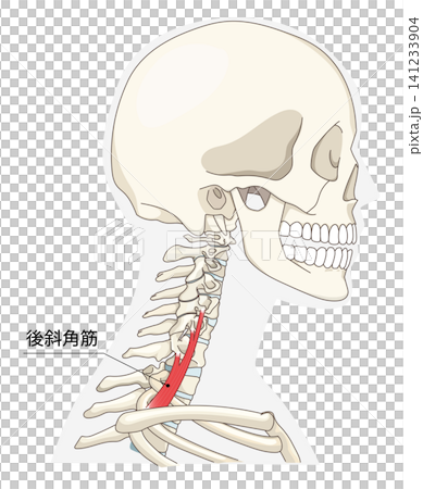 Anatomical diagram of the neck muscles in a lateral view Anatomical diagram of the neck muscles in a lateral view 141233904