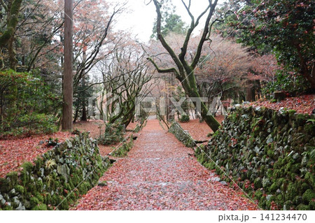 滋賀県長浜市木之本町の鶏足寺（けいそくじ）の紅葉風景 141234470