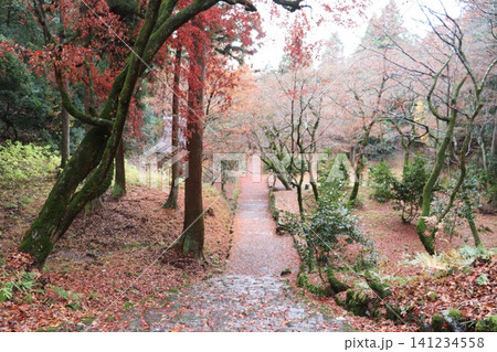 滋賀県長浜市木之本町の鶏足寺(けいそくじ)の紅葉風景 滋賀県長浜市木之本町の鶏足寺(けいそくじ)の紅葉風景 141234558