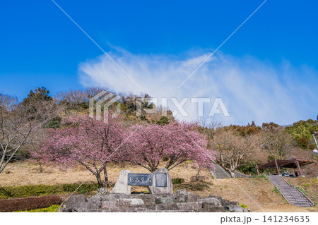焼津市の笛吹段公園に咲く河津桜の風景(静岡県) 141234635
