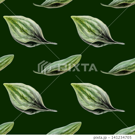 Plantain leaves seamless pattern watercolor illustration on dark background. Plantago foliage for premium men grooming packaging, organic cosmetics branding, luxury herbal wellness textile print Plantain leaves seamless pattern watercolor illustration on dark background. Plantago foliage for premium men grooming packaging, organic cosmetics branding, luxury herbal wellness textile print 141234705