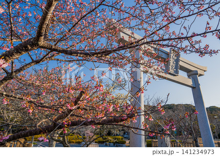 御前崎市の桜ヶ池公園の鳥居と梅の花の風景(静岡県) 141234973