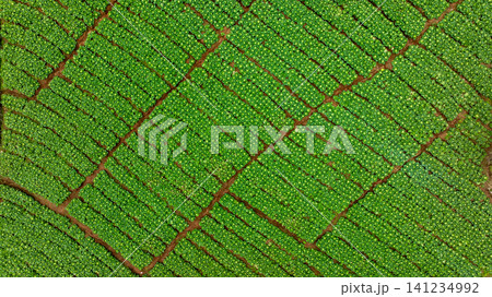Aerial view Chinese cabbages field plantation, Chinese cabbage agriculture field vegetable rows farming agriculture, Landscape with agricultural land chinese cabbage crops. Aerial view Chinese cabbages field plantation, Chinese cabbage agriculture field vegetable rows farming agriculture, Landscape with agricultural land chinese cabbage crops. 141234992