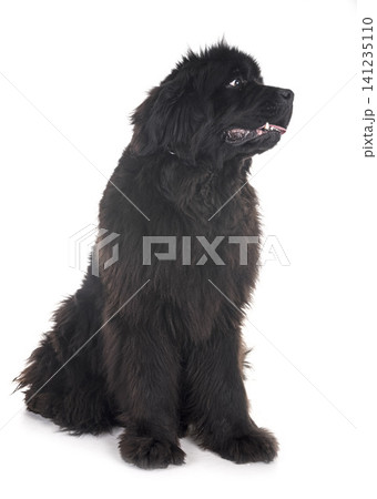newfoundland dog in studio newfoundland dog in studio 141235110