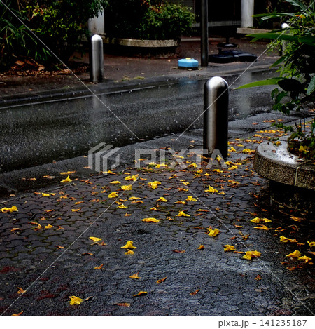 雨降りの舗道に落ちるコガネノウゼン 雨降りの舗道に落ちるコガネノウゼン 141235187