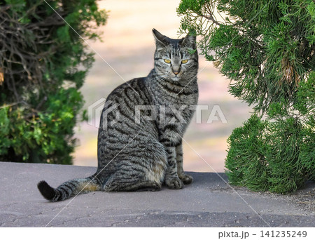 お座りしてこちらを見つめるサバトラの猫 お座りしてこちらを見つめるサバトラの猫 141235249