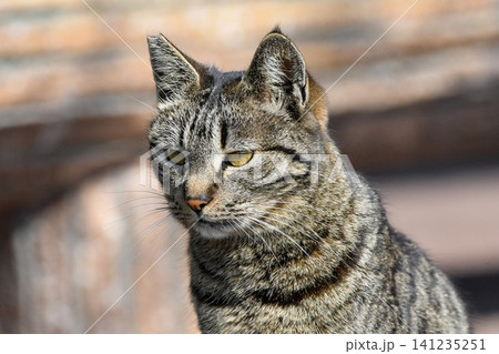何かを見つめる猫 何かを見つめる猫 141235251
