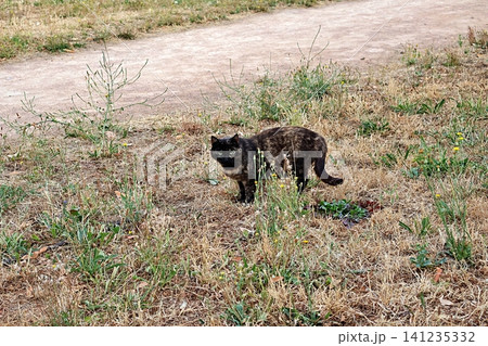 Tortoiseshell Cat Standing in Dry Grass Near Path. Tortoiseshell Cat Standing in Dry Grass Near Path. 141235332