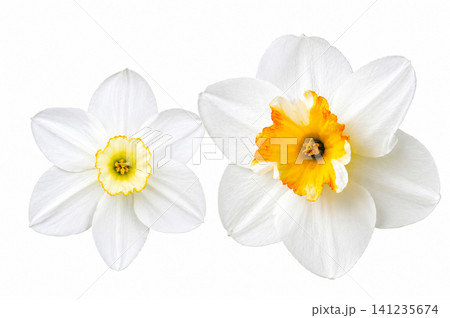 White Daffodil Flowers Isolated on White Background White Daffodil Flowers Isolated on White Background 141235674