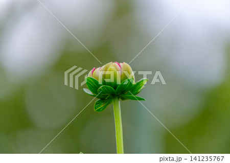 開花を待つダリアの蕾 141235767