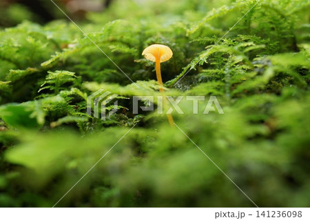 苔の中に生える小さなキノコ 苔の中に生える小さなキノコ 141236098