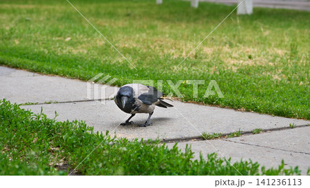 Watching.City grey crow pensively rests on pedestrian walkway Watching.City grey crow pensively rests on pedestrian walkway 141236113
