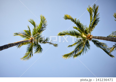 Low Angle View of Palm Tree Fronds Against a Blue Sky Low Angle View of Palm Tree Fronds Against a Blue Sky 141236471