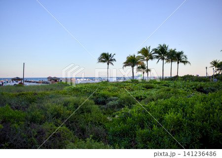 Lush Green Park with Palm Trees Facing the Ocean at Dusk Lush Green Park with Palm Trees Facing the Ocean at Dusk 141236486