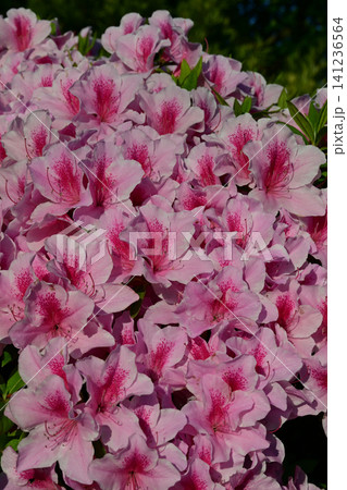 朝日に照らされて満開に咲き誇る鮮やかなピンクのツツジの花 141236564