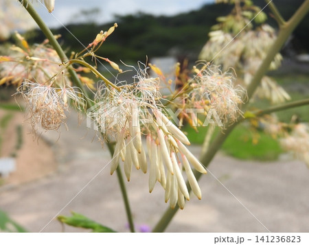 ケシ科の多年草「タケニグサ(竹似草)」の花 ケシ科の多年草「タケニグサ(竹似草)」の花 141236823