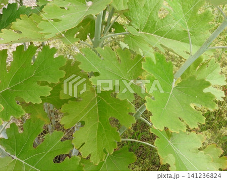 ケシ科の多年草「タケニグサ(竹似草)」の葉っぱ ケシ科の多年草「タケニグサ(竹似草)」の葉っぱ 141236824