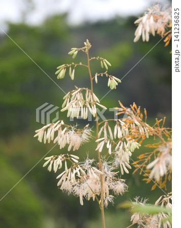 ケシ科の多年草「タケニグサ（竹似草）」の花 141236825