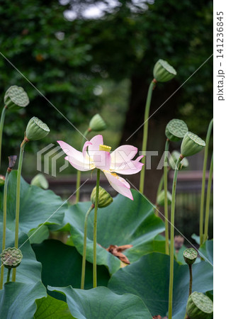 花托に囲まれた蓮の花 141236845