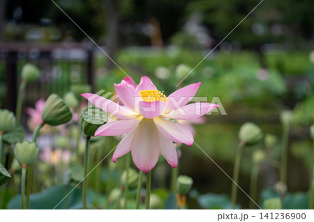 完全に開いた蓮の花 141236900