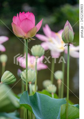 開きかけのピンクの蓮の花と蕾 開きかけのピンクの蓮の花と蕾 141236903