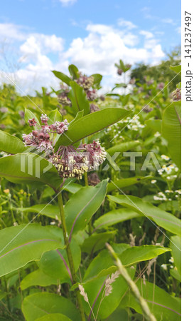 A close-up of blooming Asclepias syriaca in a summer meadow. Pink and lilac flowers against a blue sky. Seasonal wildflowers. A close-up of blooming Asclepias syriaca in a summer meadow. Pink and lilac flowers against a blue sky. Seasonal wildflowers. 141237497