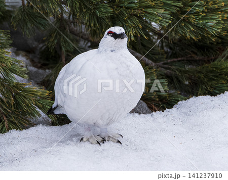 立山室堂の白い雷鳥さん 立山室堂の白い雷鳥さん 141237910