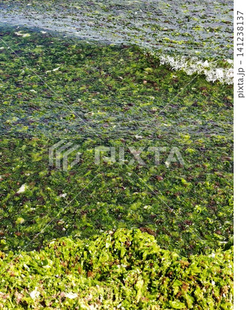 green moss and algae texture on wet rock surface close-up 141238137