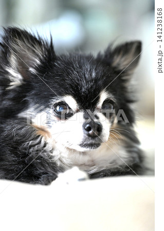 リビングでのんびり 高齢犬 チワワ リビングでのんびり 高齢犬 チワワ 141238168