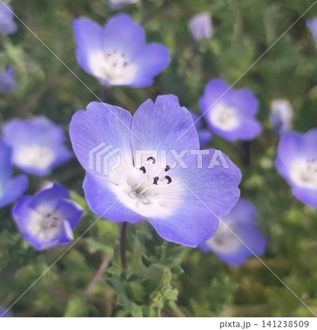 ネモフィラの花畑 ネモフィラの花畑 141238509