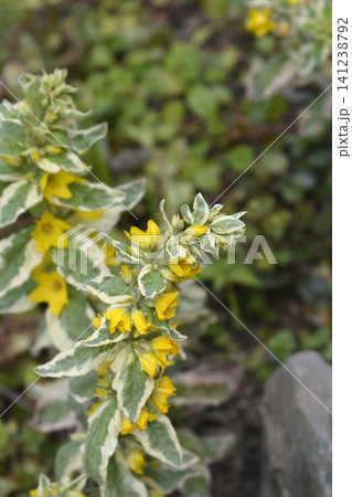 Yellow loosestrife Alexander plant with variegated leaves blooming in a garden Yellow loosestrife Alexander plant with variegated leaves blooming in a garden 141238792
