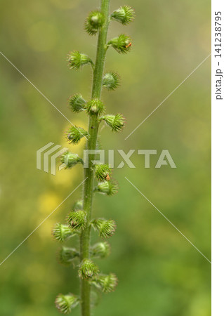 Close-up of Common Agrimony Seed Pods on a Green Stalk Close-up of Common Agrimony Seed Pods on a Green Stalk 141238795